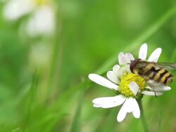 SlOW MOTION: Hoverfly Stock Footage