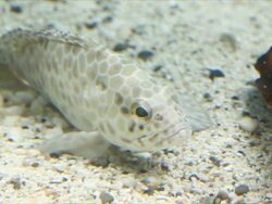 grouper was lying in aquarium. Stock Footage