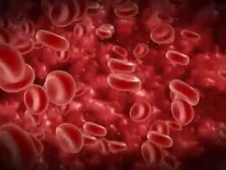 fly blood red cells 1 Stock Footage