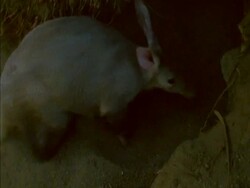 MS high angle, Aardvark (Orycteropus afer) digging large hole in ground, moving large amounts of dusty soil Stock Footage