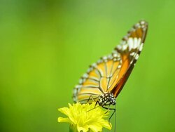 Monarch Butterfly Stock Footage
