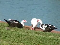 Ducks take turn drinking. Stock Footage