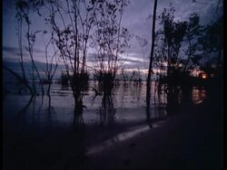 WA Low angle, Water lapping shore, silhouetted trees in shallows, at dawn, South America Stock Footage