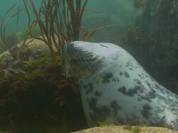 Grey Seal Stock Footage
