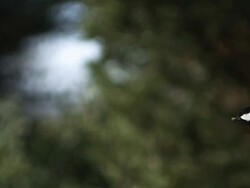 MS SLO MO Great tit (parus major) adult in flight / Vieux Pont, Normandy, France Stock Footage