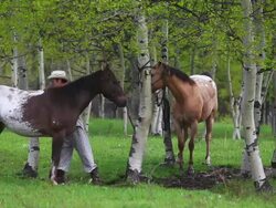 Cowboy wearing pajamas in the early morning tying his horses Stock Footage