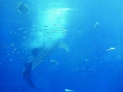 Whale Shark Swimming In The Sea Stock Footage