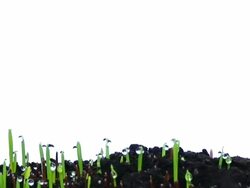 Wheat Grass Growing Stock Footage