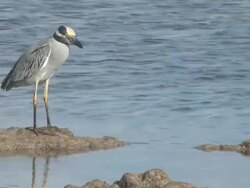 YC heron and ripples Stock Footage