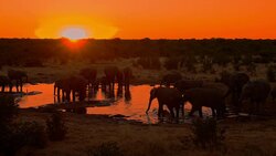 LS DS Elephants Drinking Water at sunset Stock Footage