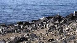 Chinstrap Penguin Stock Footage
