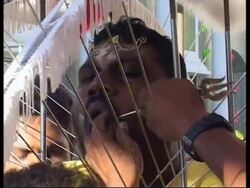 Faithful endure piercings for Hindu festival of Thaipusam News Clip