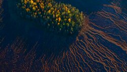 Aerial view of taiga forest and peatland in autumn Stock Footage