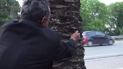 Beetle threatens date palm plantations Instructional Video