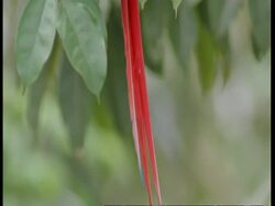 CU Tilt up from tail to head of Scarlet macaw in tree, South America Stock Footage