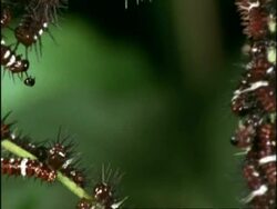 BCU Zoom out, Group of Orange Lacewing Butterfly (Cethosia penthesilea) Caterpillars on plant stem, Australia Stock Footage