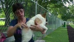 A dog called Pig with rare deformities becomes Internet sensation News Clip