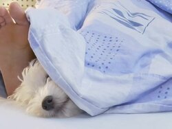 HD: Dog Lying In Bed With Owner Stock Footage