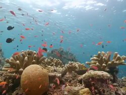 MS Woman freediving over colourful coral reef / Sipadan, Sabah, Malaysia Stock Footage