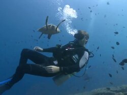 Hawksbill Turtle (Eretmochelys imbricata) interacts with diver, Baa Atoll, The Maldives Stock Footage