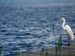 White Heron Stock Footage
