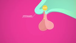 Reproductive System, part 2 - Male Reproductive System: Crash Course A&P 41 Instructional Video