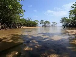Mangrove forest Stock Footage