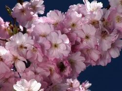 HD: Pink blossoms Stock Footage