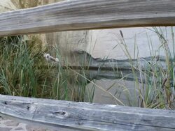 CU Shot fence of pool with duck swimming / El Morro National Monument, New Mexico, United States Stock Footage