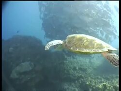CU Green Turtle swimming along reef tilts up to school of Jackfish circling in shallows and sunlight, Sipadan, Borneo, Malaysia Stock Footage