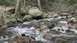 Stream, River Stock Footage