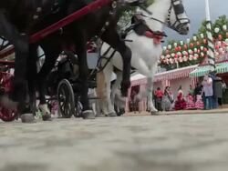 Horse carriages at April Fair in Seville Stock Footage