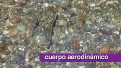 Pesces Instructional Video