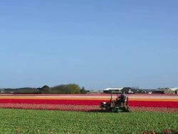 Pruning tulips Stock Footage