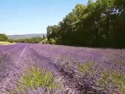 WS View of wind blowing through field of lavender flowers with trees / Vanlensole, Provence Alpes Cote d'Azur, France Stock Footage