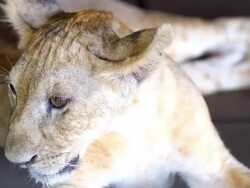 Young Lion Stock Footage