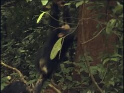 MS, ZO, Two young chimpanzees (Pan troglodytes) playing in forest, Gombe Stream National Park, Tanzania Stock Footage