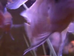 Cichlid Feeding Frenzy Stock Footage