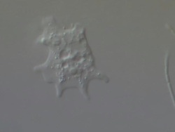 Amoeba proteus; amoeboid movement Stock Footage