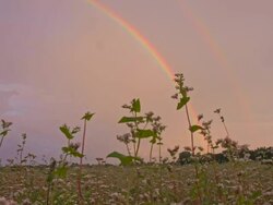 LA DS Double Rainbow Over The Buckwheat Stock Footage