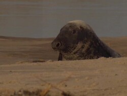 Baby Seals on Blakeney Point Beach News Clip