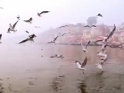 WS View of birds flying over river and temple at bank of Ganges River / Varanasi, Uttar Pradesh, India Stock Footage