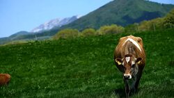Dairy cattle coming to here and feeding Stock Footage