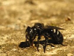 Sweat Bee Stock Footage