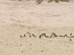 MS ZO TU Shot of Flock of birds and camel in desert / Doha, Qatar Stock Footage