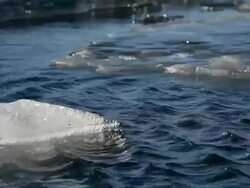 MS Melting glacier floating and moving on jokulsarlon lake wind making ripples at lake / Iceland Stock Footage