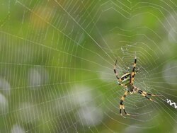 Spider on web in forest Stock Footage