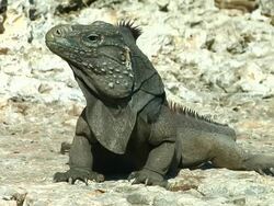Iguana in the wild Stock Footage