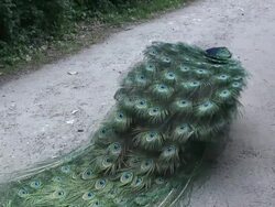 Peafowl 3-3: HD 1080/60i Stock Footage