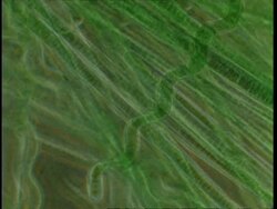 T/L blue green algae filaments moving (Oscillatoriales); procaryote cell Stock Footage